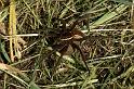 Dolomedes_fimbriatus_D5102_Z_88_Canal du Nivernais_Frankrijk